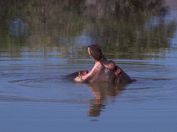 When a hippo opens his mouth he is not yawning.  They are warning you to stay away.  Many people are deceived by this and thus many humans are attacked by hippos