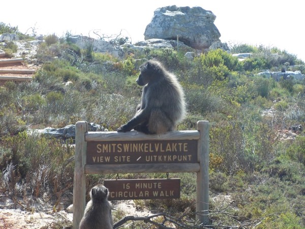 A baboon sits on a sign in the park