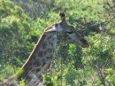 We loved the giraffes!  