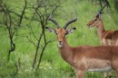 The impala were everywhere - very graceful creatures