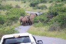 The elephants blocking the street!