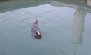 A seal swims near our boat