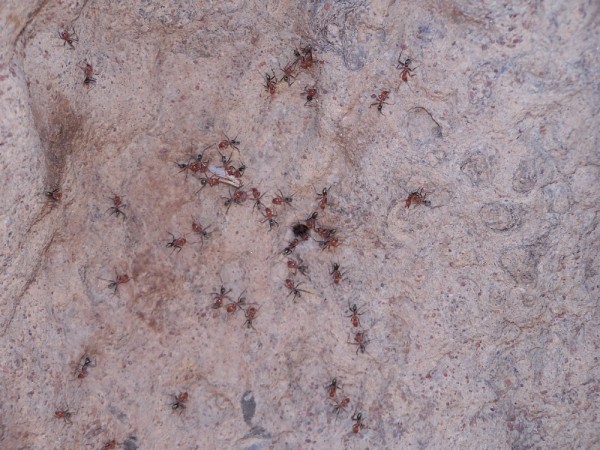 All of the ants that liked to eat the termites