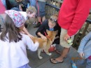 I petting a wild dog called a dingo