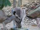 The kangaroos we saw at the Wild Life Center on Hamilton Island.