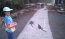 Samantha from s/v Samsara cleared the walkway for us of the iguanas