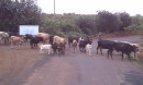 A brief stop for cattle
