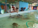 Leaning over the tanks at the turtle sanctuary