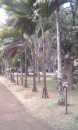 Walking palms at the botanical garden