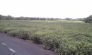Tea fields outside of the factory