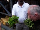 Mark (s/v Bronwyn) sniffs some tea leaves at the Bois Cheri tea factory