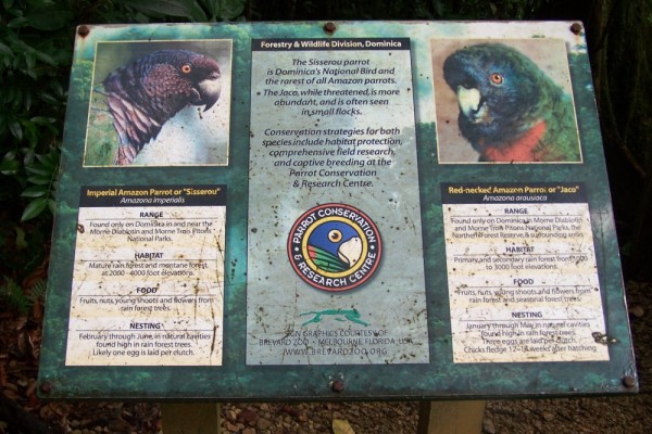 The Sisserou Parrot, the rarest of amazon parrots and the bird is on the nations flag