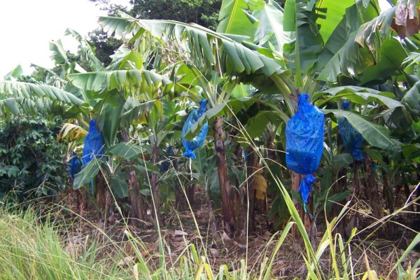 the banana plantation.  The blue bags are used to protect the bananas from the parrots