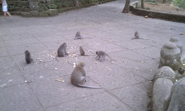 The monkey forest.  They were everywhere.  Don