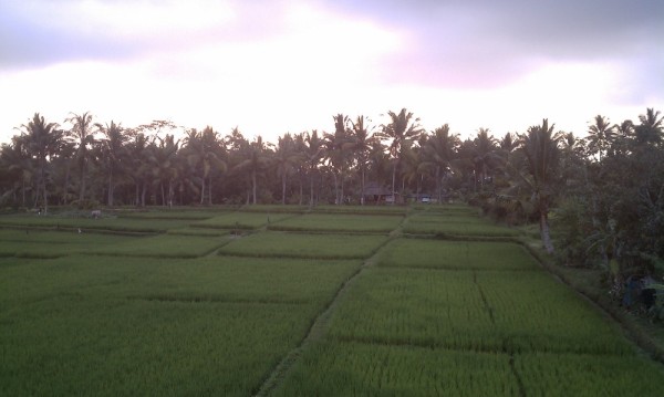 An amazing picture of the rice fields.
