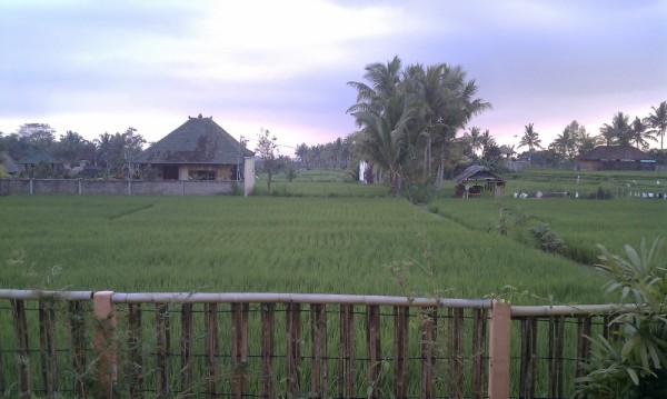We walked by these fields to and from our bungalow in Ubud.