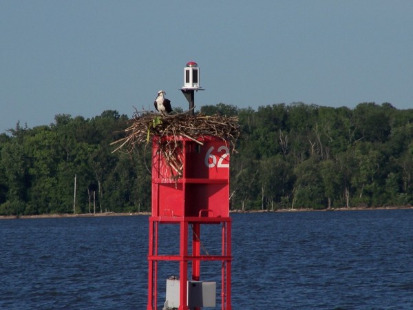 Lots of Osprey birds which are easily confused with bald eagles.  They build their nests in man made structures like this channel marker.