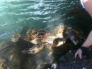 Wendy feeding the Sea turtles