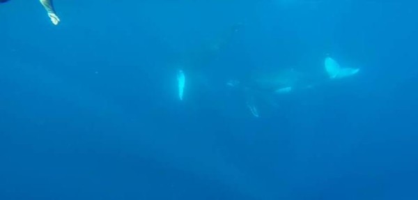 Swimming with mother and calf humpback whales. Super cool!!