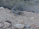 Gamble quails that greet us each morning!