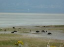The salt flats at Antelope Island with bison in the forefront