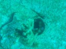 Hard to see, but there is an octopus to the left of the hole.
