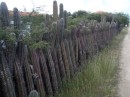 A cactus fence.