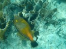 Orange spotted file fish