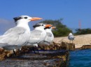 Royal terns on the pier.