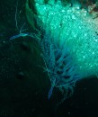 A pederson cleaner shrimp on a corkscrew anemone.