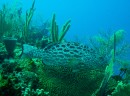 A side view of the grouper