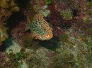 A red hind grouper, one of the smaller types of groupers, less than 15 inches.