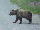 A bear sighting in the Yukon