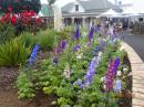 Delphiniums : Mid summer here