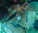 A huge channel crab, could feed a family of four easily.