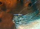 cleaner shrimp on a corkscrew anenome
