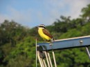A kiskadee sat on our boat as if we were just another tree in the jungle.