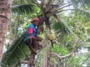 Arkin picking coconuts on his plantation.