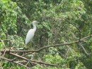 Juvenile Blue Heron on the Chagres River