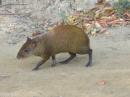 Agouti: The people of Roatan call this a wild rabbit, but I think it is an agouti.