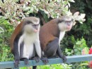Monkeys - Grenada