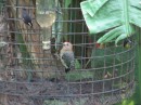 West Indian Woodpecker at Grafton Caledonia Sanctuary