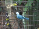 Blue-Gray Tanager with Bananaquits at Grafton Caledonia Sanctuary