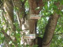 Manchineel tree warning sighs.  You don