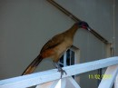Chachalaca - the national bird of Trinidad and Tobago
