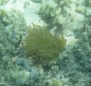 Great Anemone in Mangrove Bay