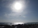 Frigatebird over the waves.