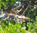 Red Footed Booby in brown phase.