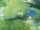 Blue Tang and Brain Coral