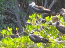 Our focus in the Aves do Barlovento was the birds.  Here are Magnificent Frigatebirds.